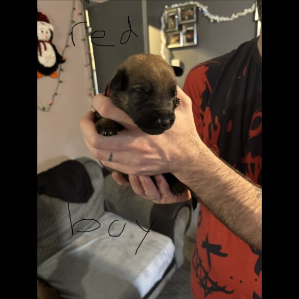 German Shepherd (Alsatian)