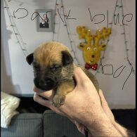 German Shepherd (Alsatian)