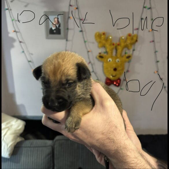 German Shepherd (Alsatian)