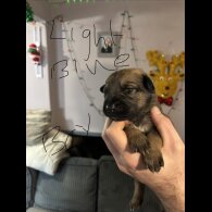 German Shepherd (Alsatian)