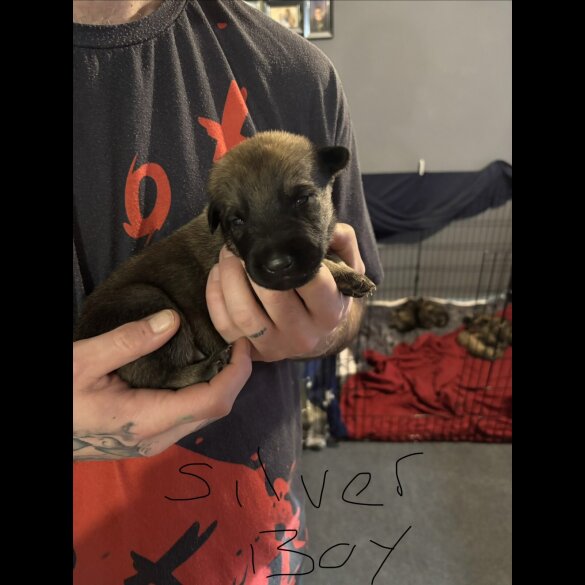 German Shepherd (Alsatian)