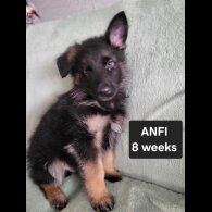 German Shepherd (Alsatian)