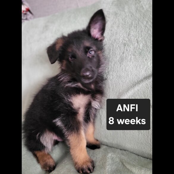German Shepherd (Alsatian)