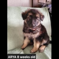 German Shepherd (Alsatian)