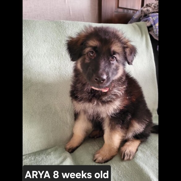 German Shepherd (Alsatian)