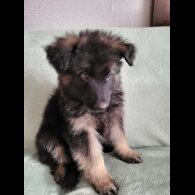 German Shepherd (Alsatian)