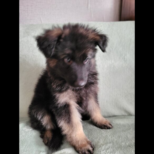 German Shepherd (Alsatian)