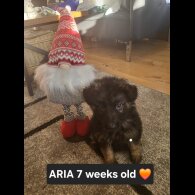 German Shepherd (Alsatian)