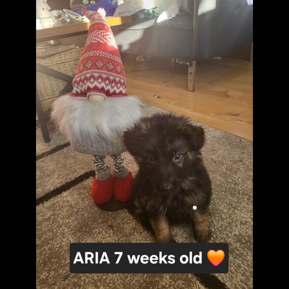 German Shepherd (Alsatian)