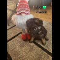 German Shepherd (Alsatian)