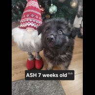 German Shepherd (Alsatian)