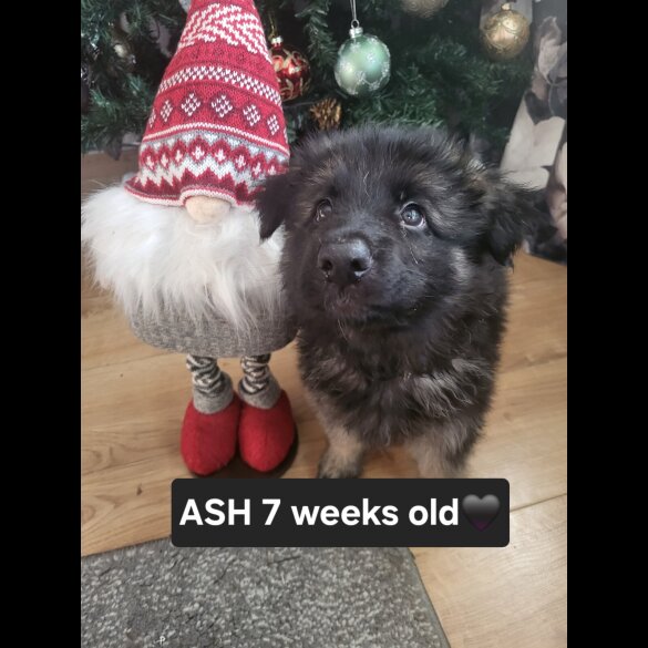 German Shepherd (Alsatian)