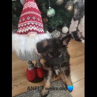 German Shepherd (Alsatian)