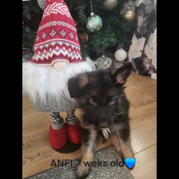 German Shepherd (Alsatian)