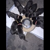 German Shepherd (Alsatian)