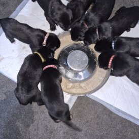 German Shepherd (Alsatian)