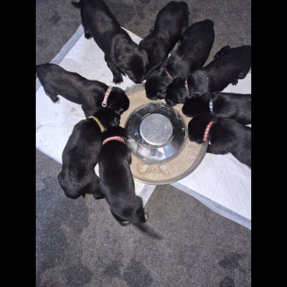 German Shepherd (Alsatian)