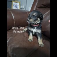 German Shepherd (Alsatian)