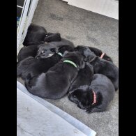 German Shepherd (Alsatian)