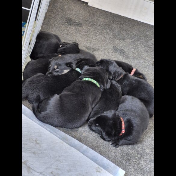 German Shepherd (Alsatian)