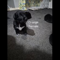 German Shepherd (Alsatian)