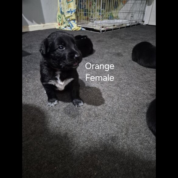 German Shepherd (Alsatian)