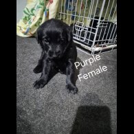 German Shepherd (Alsatian)