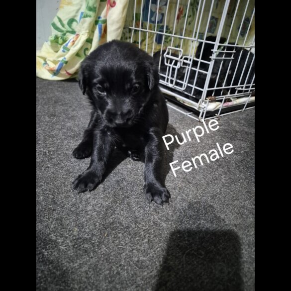 German Shepherd (Alsatian)