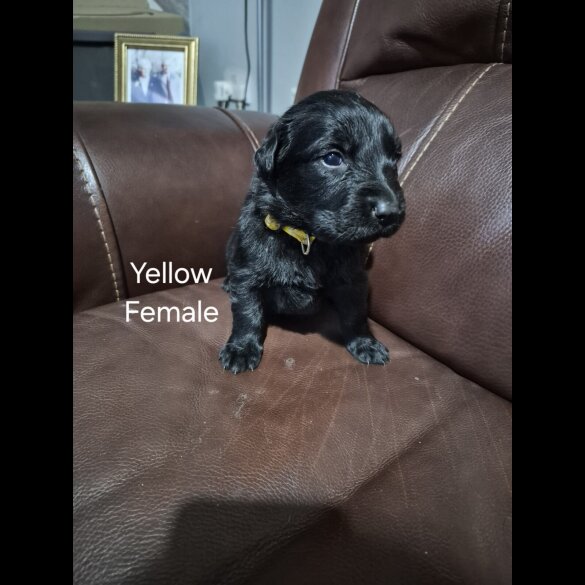 German Shepherd (Alsatian)