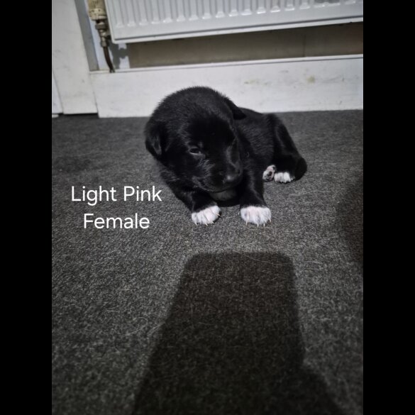 German Shepherd (Alsatian)