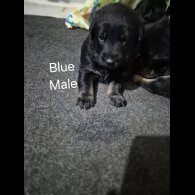 German Shepherd (Alsatian)