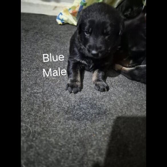 German Shepherd (Alsatian)