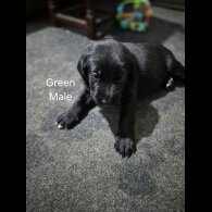 German Shepherd (Alsatian)