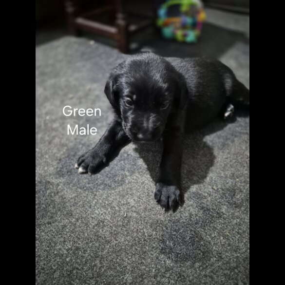 German Shepherd (Alsatian)