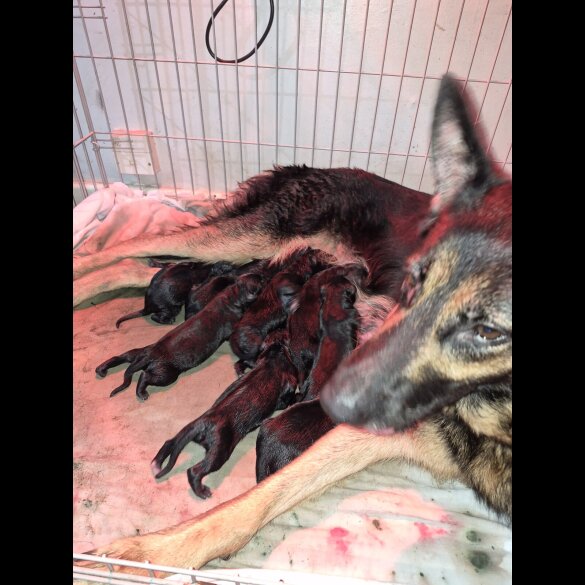 German Shepherd (Alsatian)