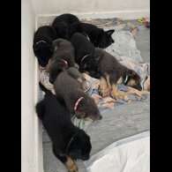 German Shepherd (Alsatian)