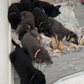 German Shepherd (Alsatian)