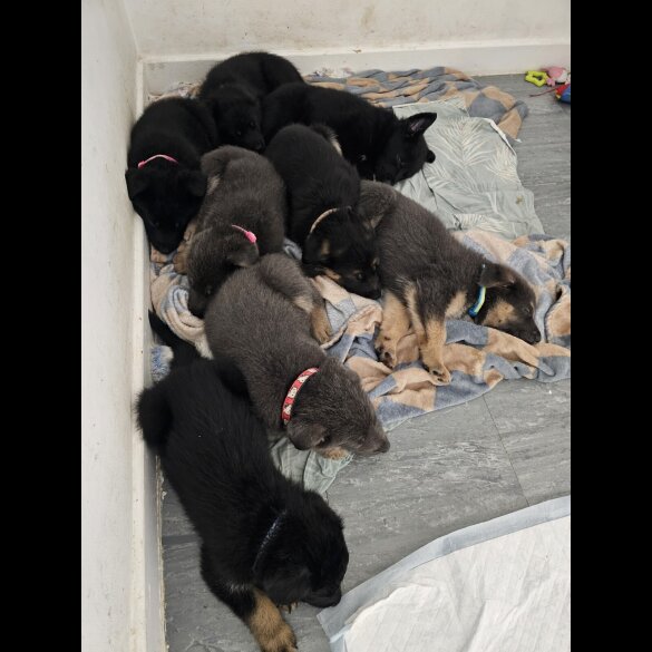 German Shepherd (Alsatian)