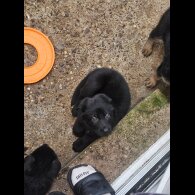 German Shepherd (Alsatian)