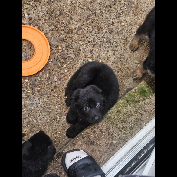 German Shepherd (Alsatian)