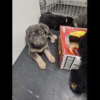 German Shepherd (Alsatian)