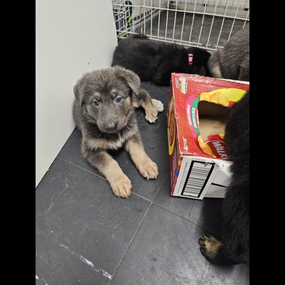 German Shepherd (Alsatian)