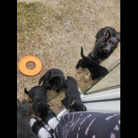 German Shepherd (Alsatian)