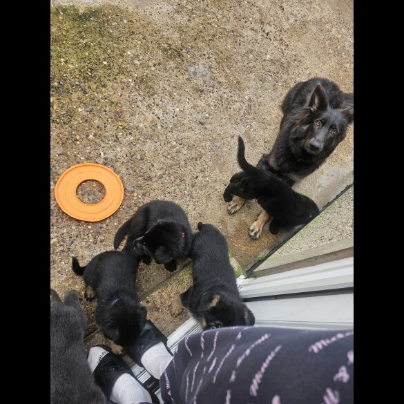 German Shepherd (Alsatian)