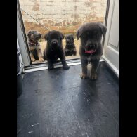 German Shepherd (Alsatian)