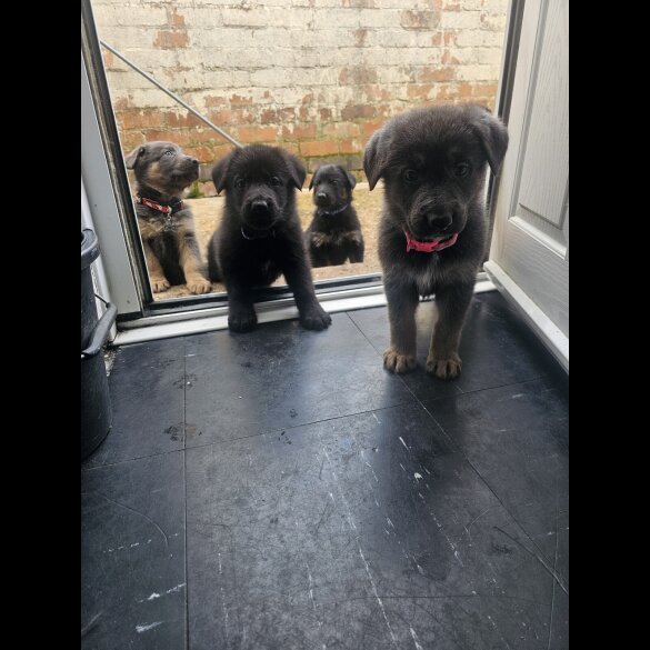 German Shepherd (Alsatian)