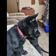 German Shepherd (Alsatian)