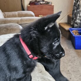 German Shepherd (Alsatian)