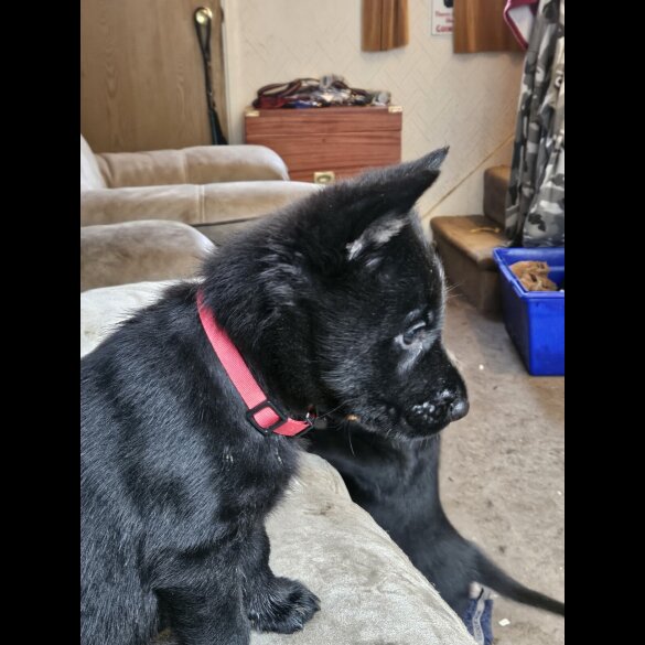 German Shepherd (Alsatian)