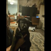 German Shepherd (Alsatian)